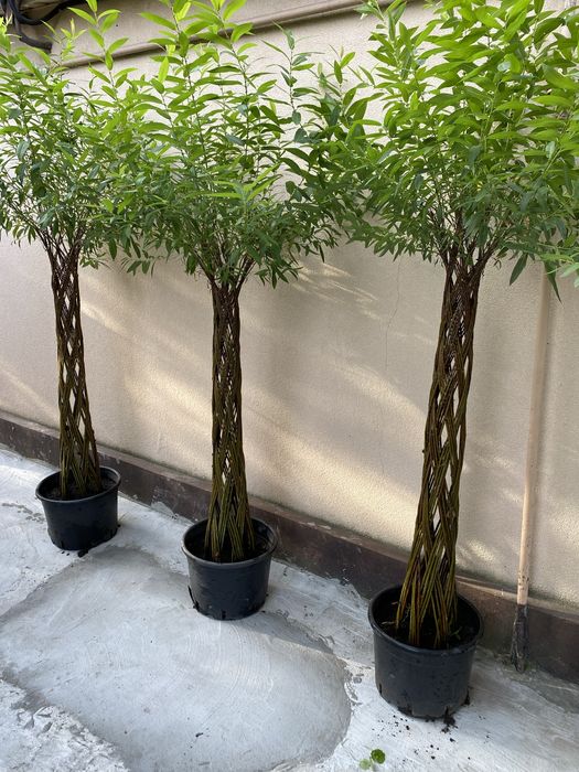 Верба плетена