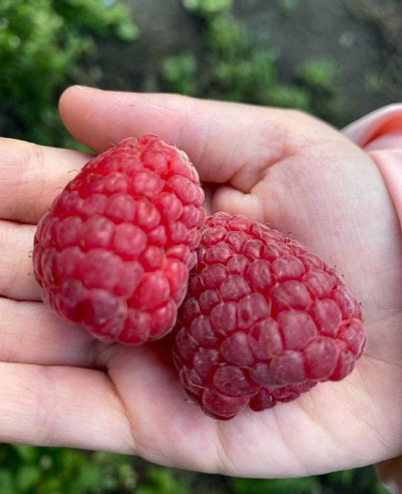 Розсада Полуниці Копана Касетна Малина Плодові дерева Саженцы клубники