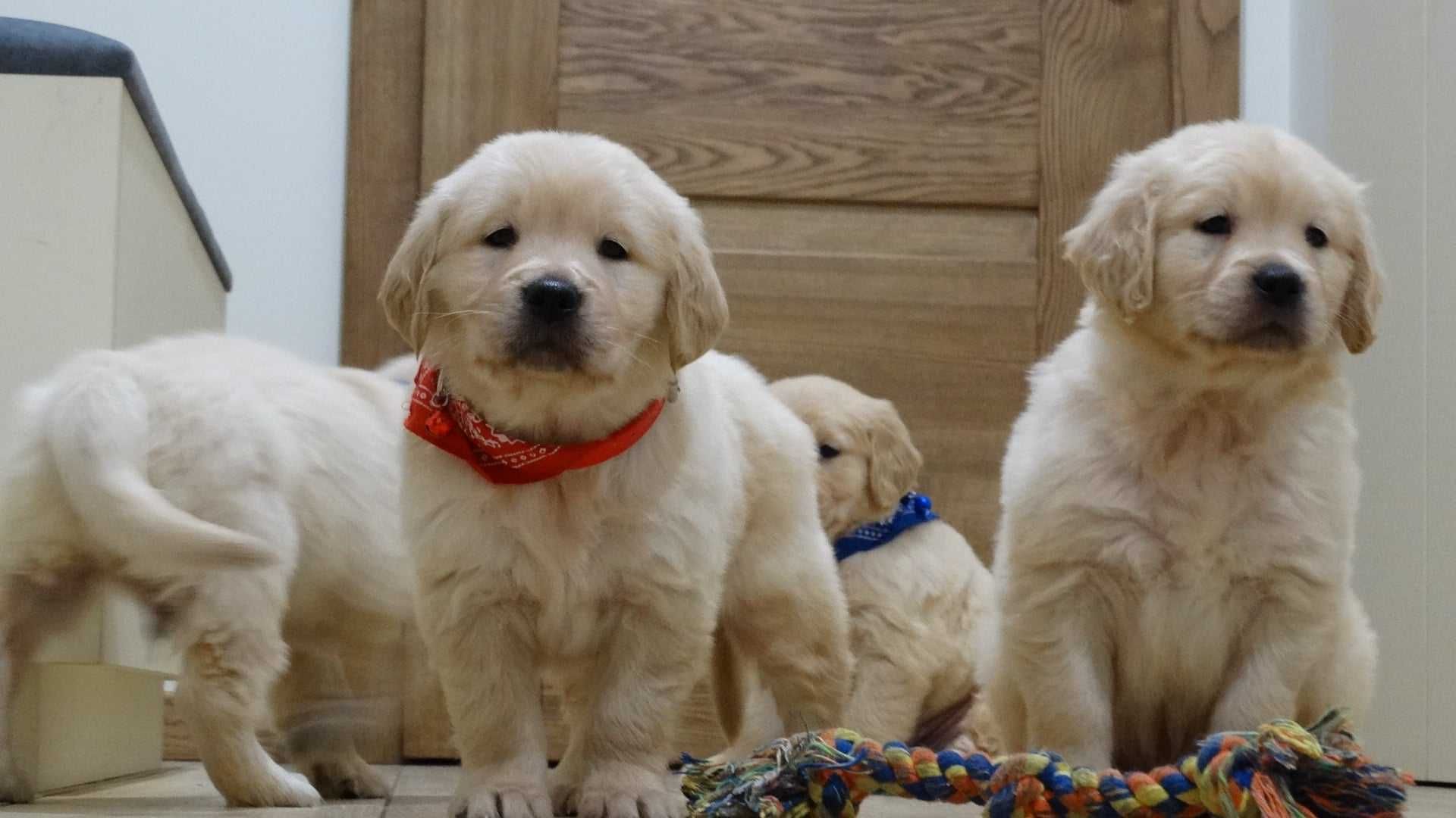 Golden retriever piesek