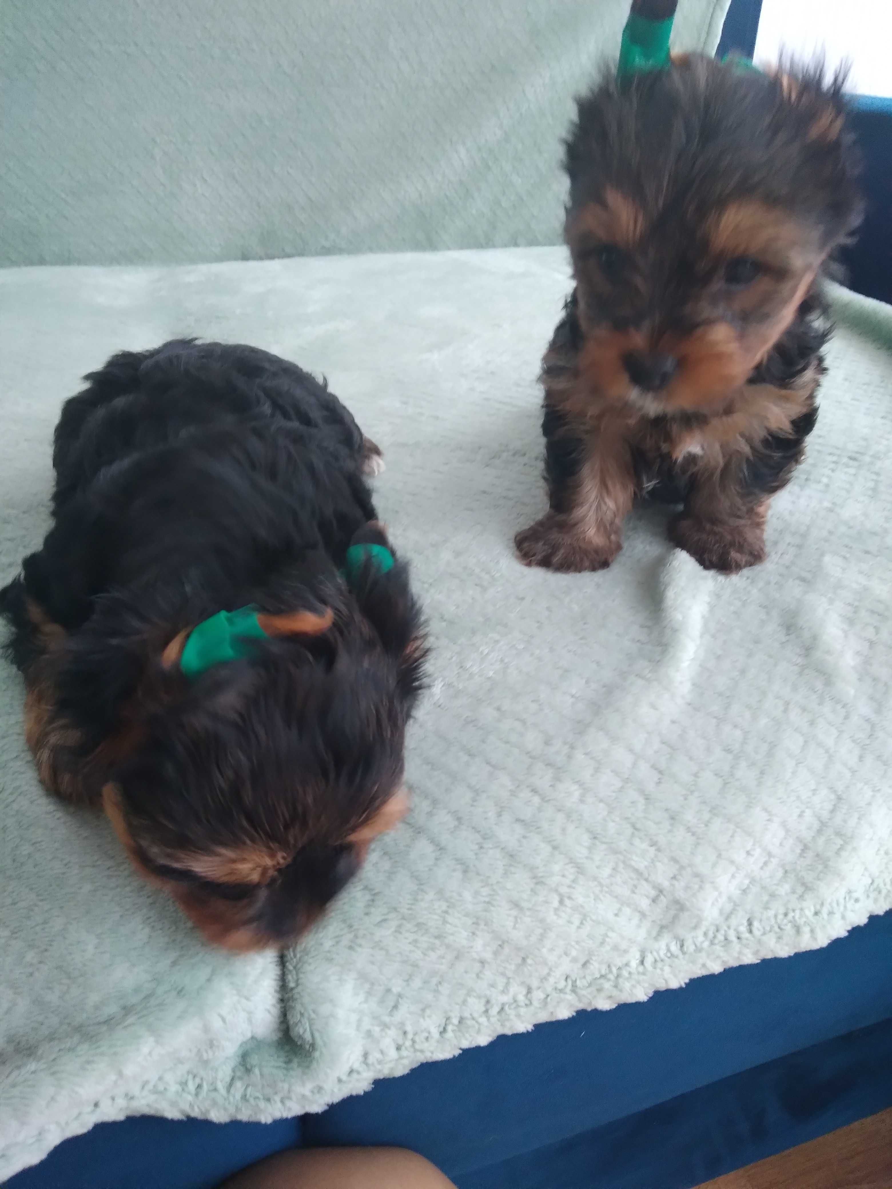 Mini piesek YorkiShire Terrier 4 pokoleniowy rodowód