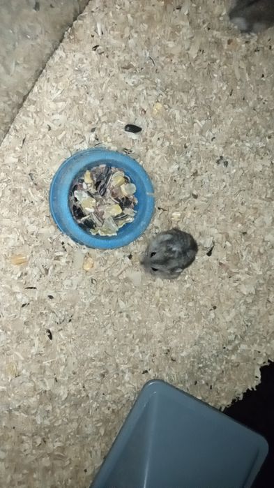 Chomik dżungarski sztuk 14 młode