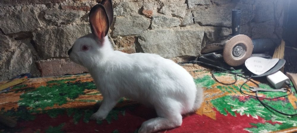 Młode termondy Kalifornię nowzelandy czysto rasowe