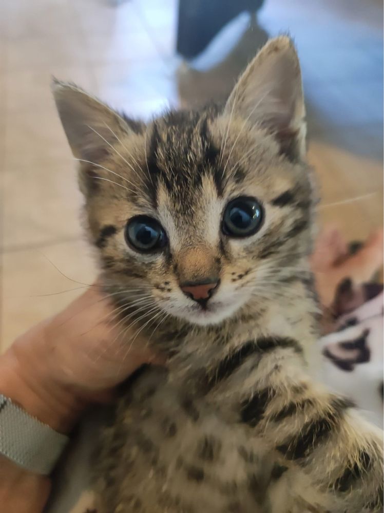 Krzys kot kotek do adopcji