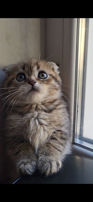 2 хлопчика   золотий и серебро