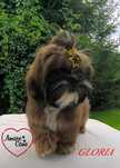 Śliczna sunia shih-tzu GLORIA-ZAREZERWOWANA !!!