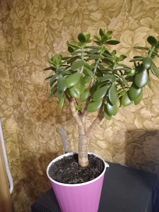 Комнатные растения Крассула \денежное дерево.