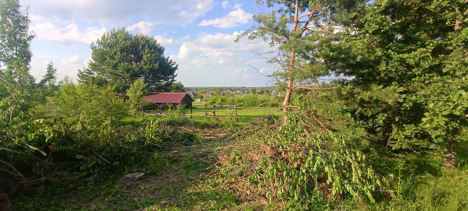 Grube gałęzie, iglaste i lisciaste za darmo