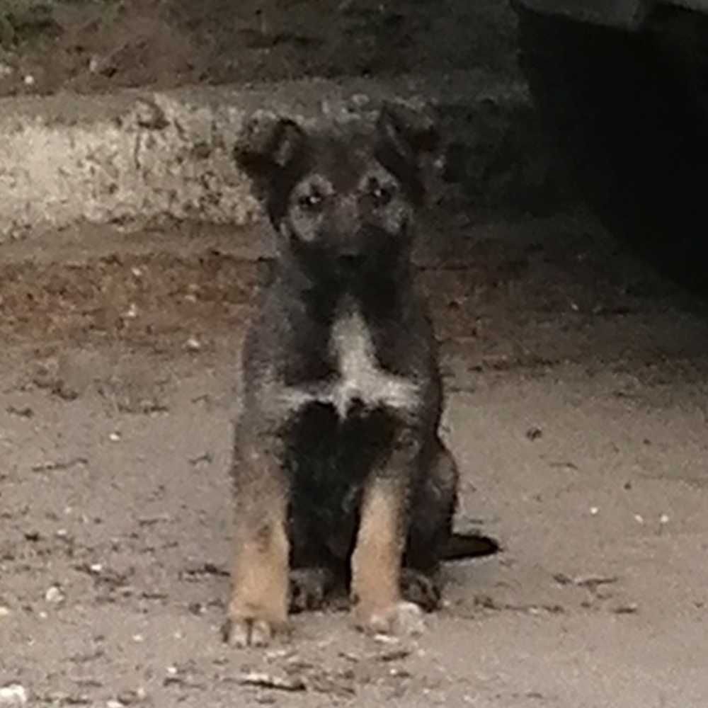 Віддам цуценя в хороші руки