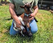 Cabras Micro Anãs e Anãs - Únicas e Especiais