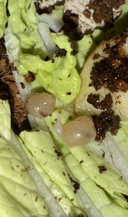 Ślimaki terrarium akcesoria