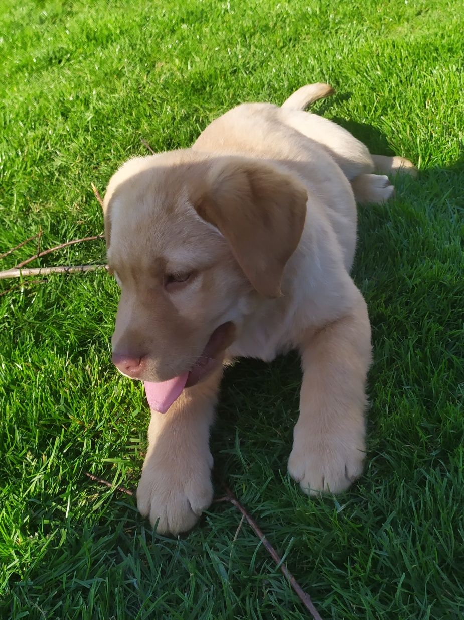 Labrador retriever