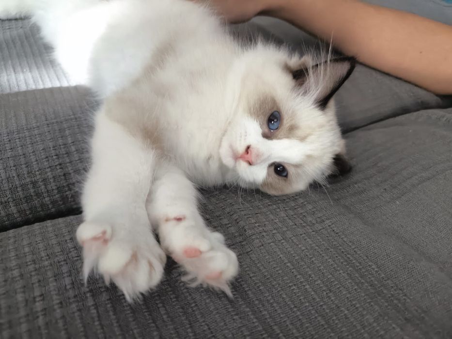 Cukierek. Ragdoll. Rodowód. Gotowy do zmiany domu