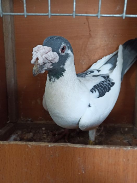 Gołębie staropolskie samiec