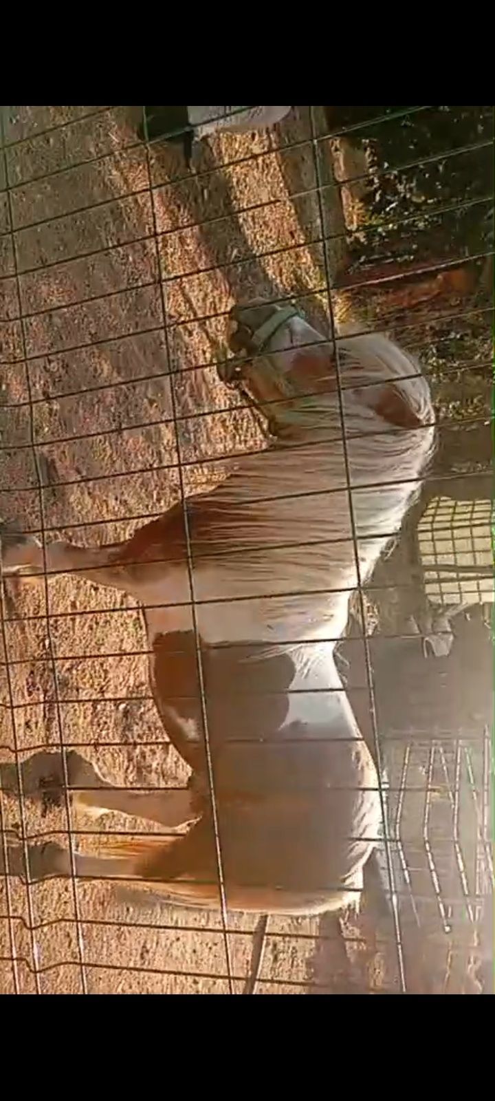 Poney 4-5 anos para venda