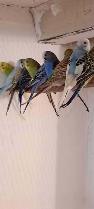 Papugi faliste młode