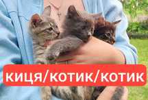 Кошенята в добрі руки
