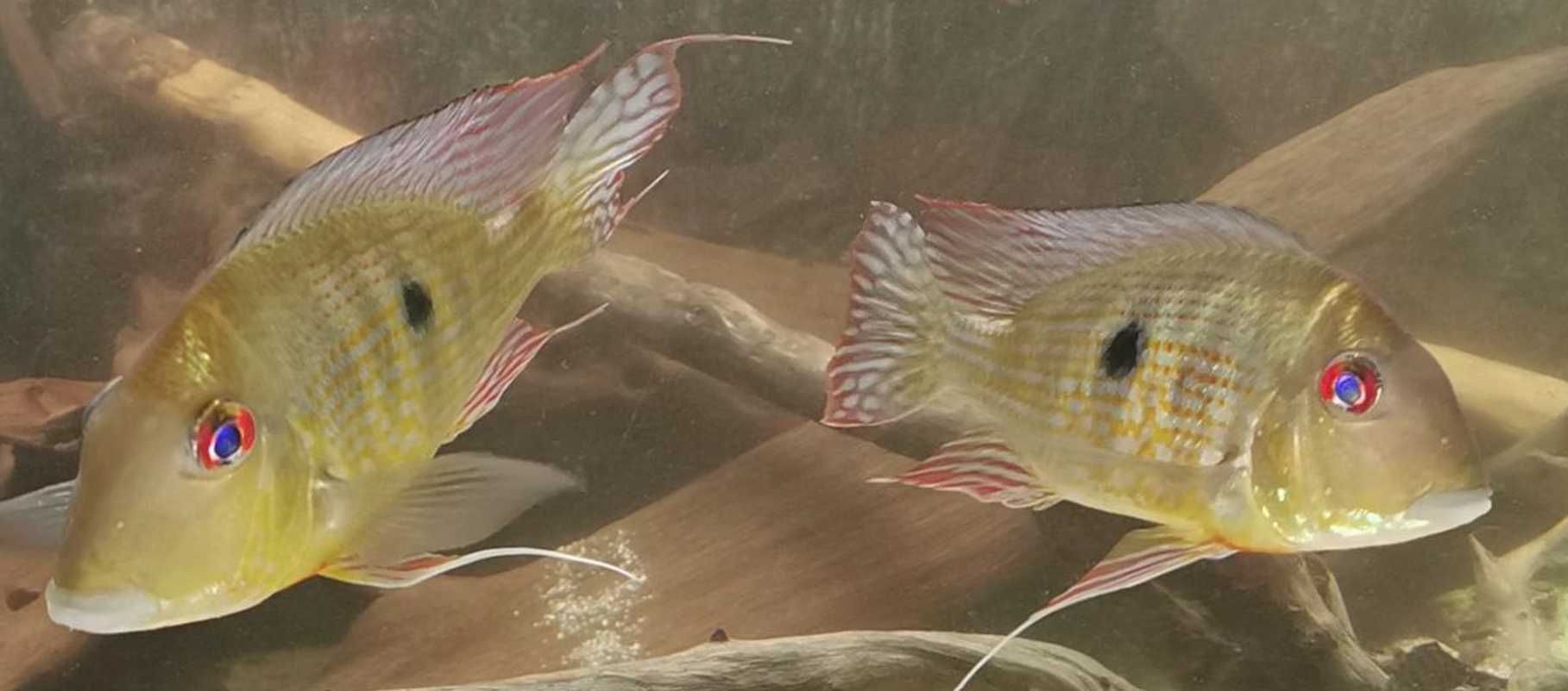 Ziemiojad Rio Caqueta - Geophagus - ODŁÓW - WF - dowóz, wysyłka