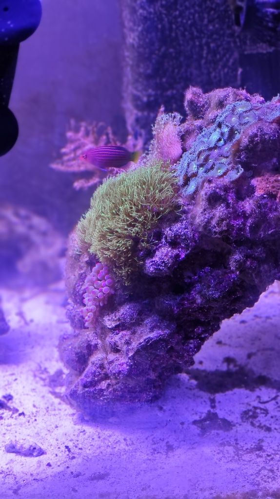 Skała z koralowcami wrośnięte na stałe