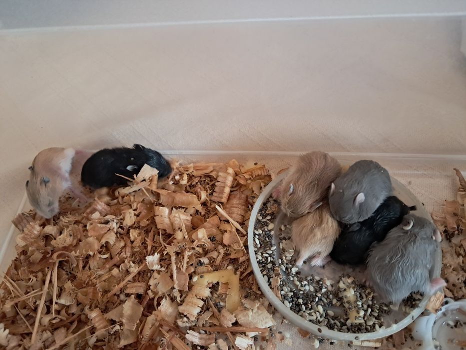 Хом'яки джунгарики