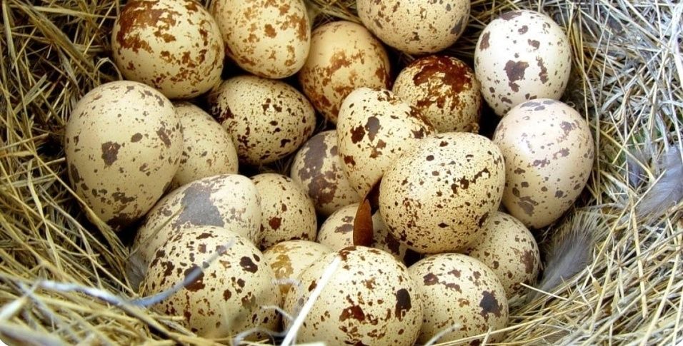 с.Кочережки Перепелині яйця, інкубаційне яйце (Техас)