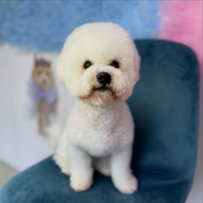 Стрижка собак | грумінг котів | тримінг | Шевченківський р-н