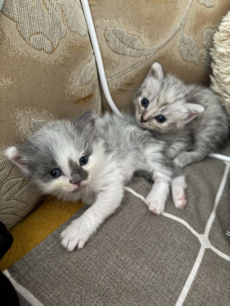 Віддам котят в добрі руки