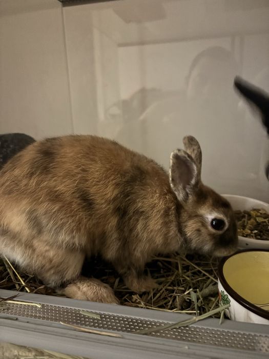 Oddam parę królików ozdobnych.