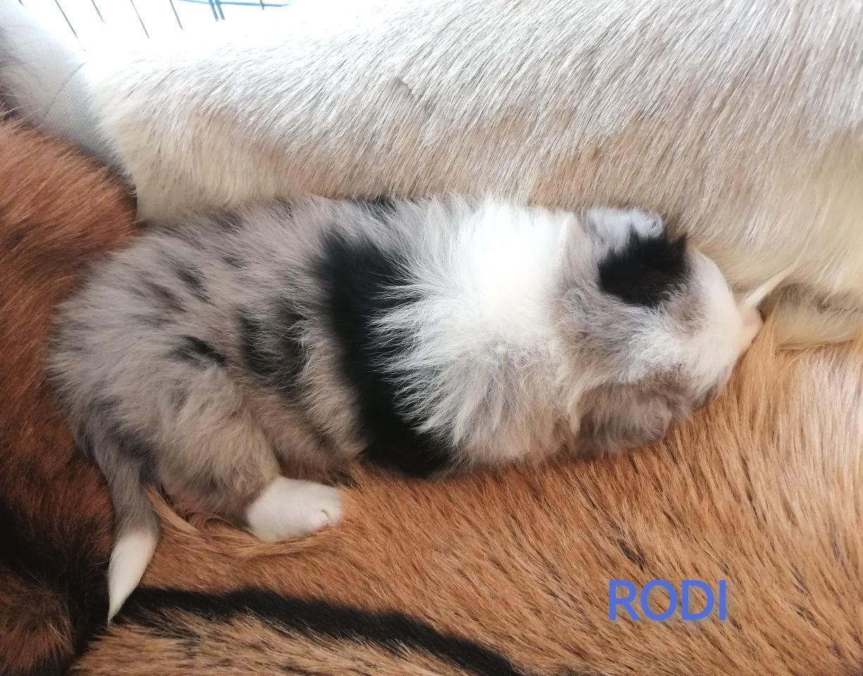 Border Collie Piesek Blue Merle