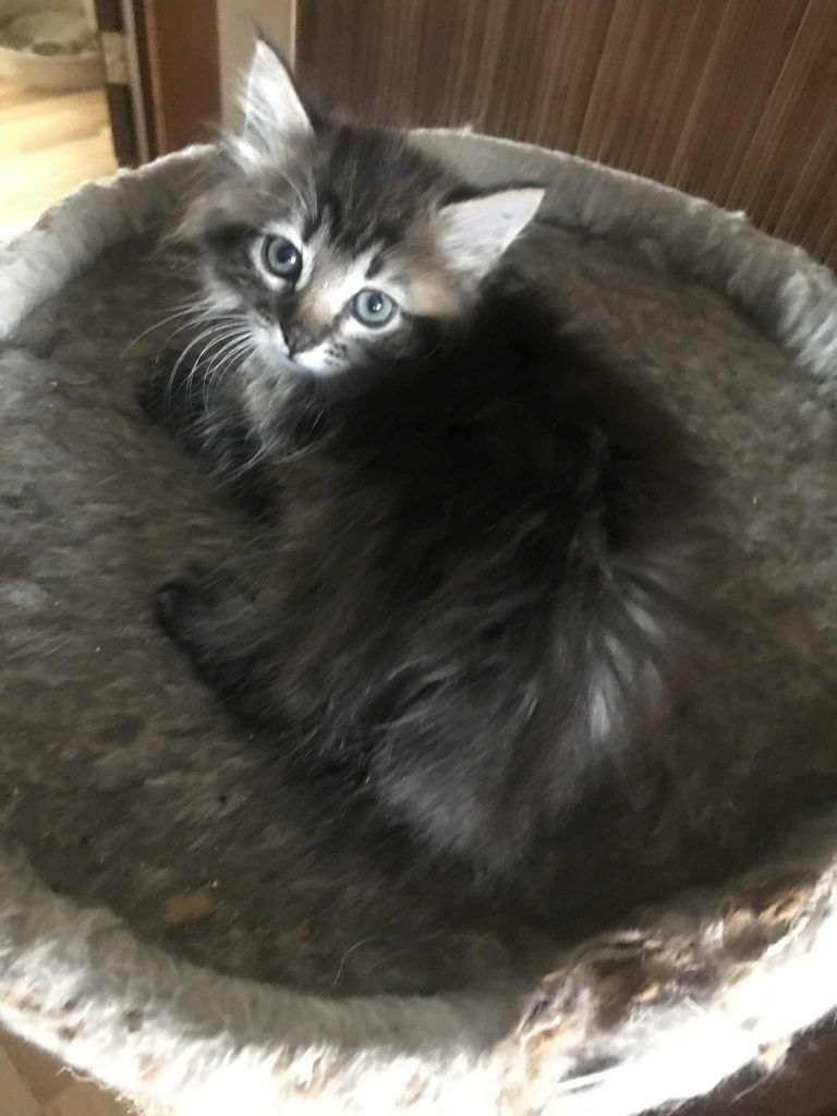 Кошеня. Кіт. Киця.