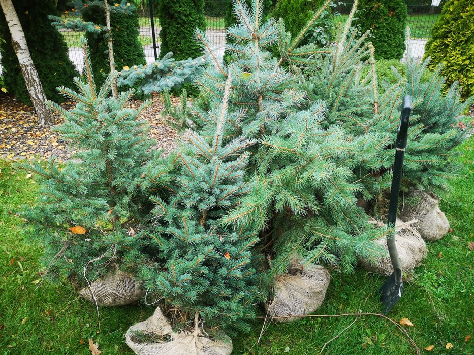 Srebrny  świerk do ogrodu.  100cn-130cm