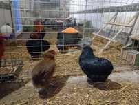 Kury araucana turkusowe jajo