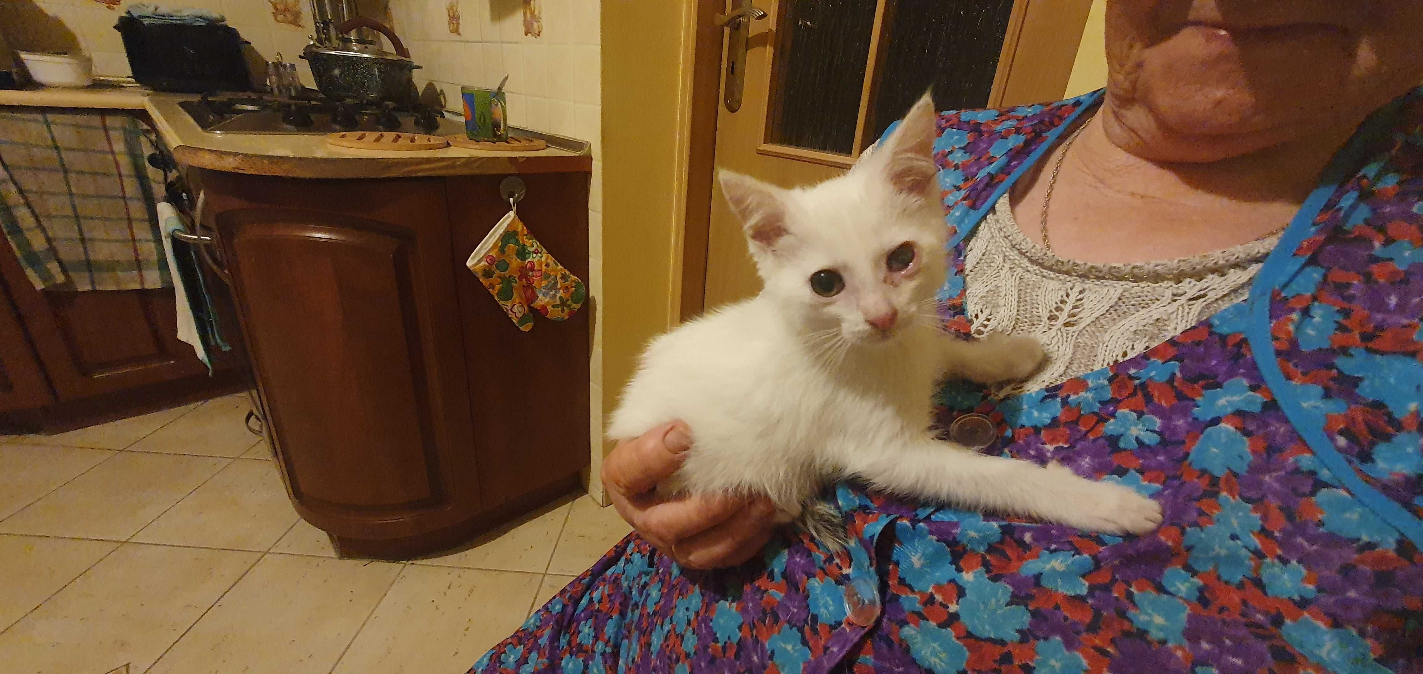 Kotki zadbane białe do adopcji