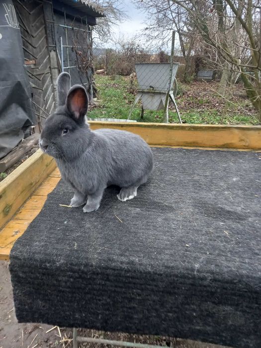 Wiedeński niebieski