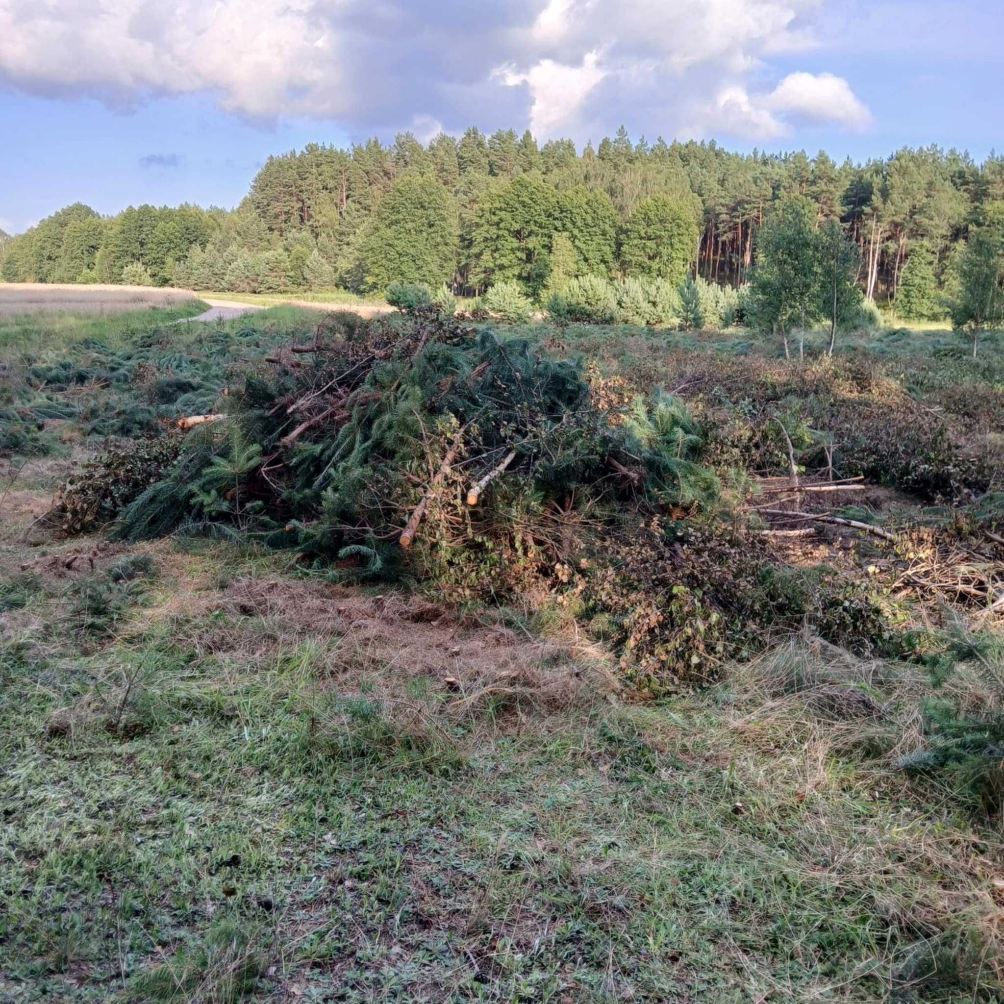 Oddam za darmo gałęzie