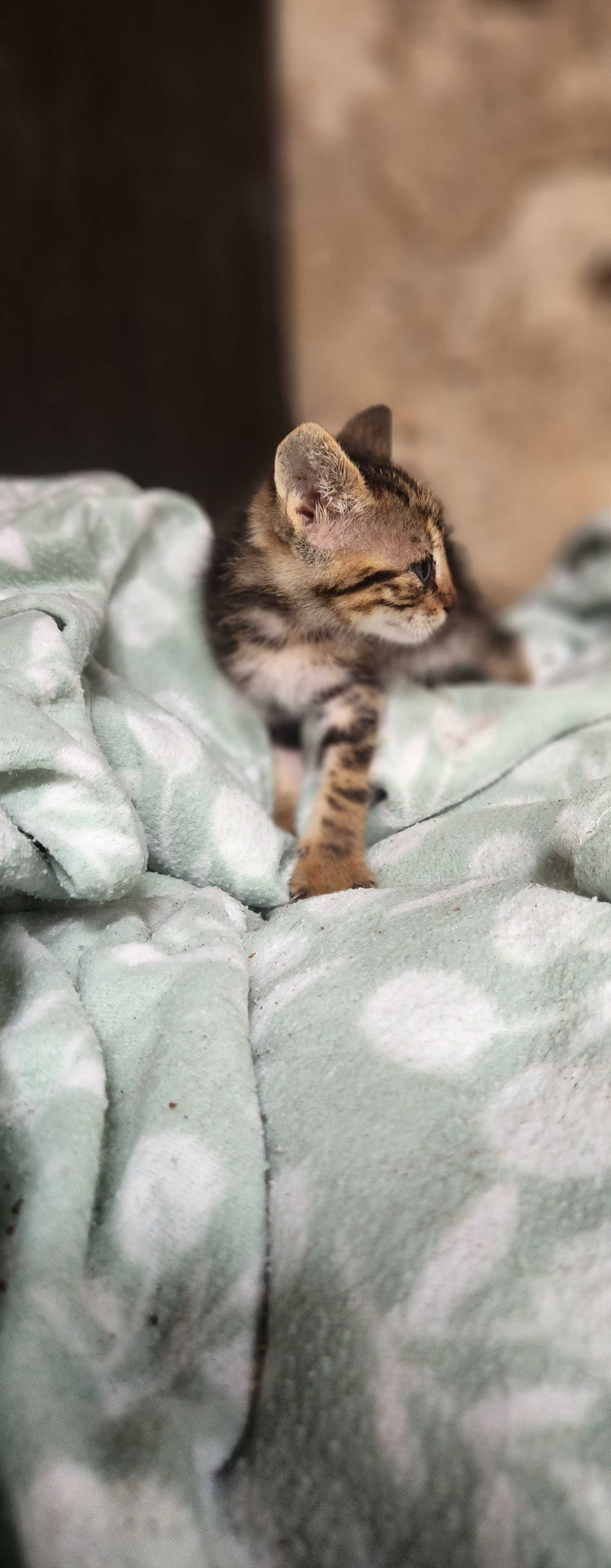 Gatinhos com quase dois meses para adoção