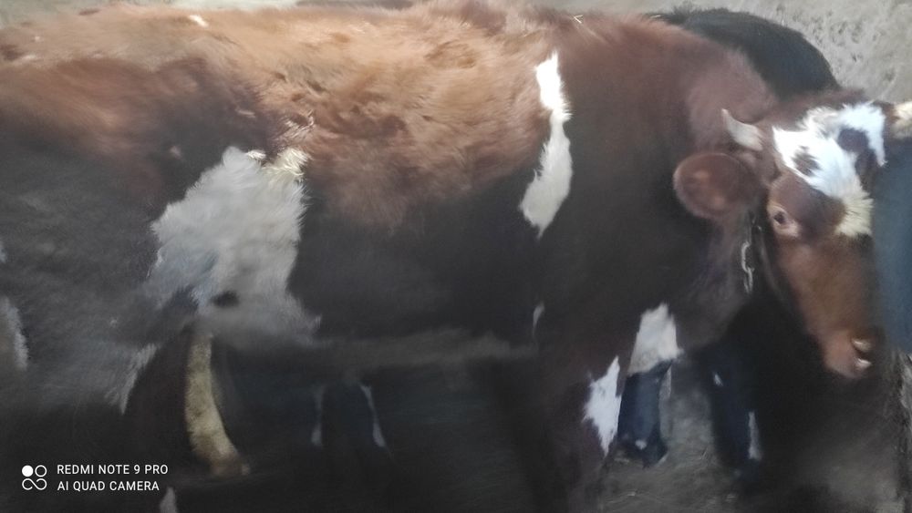 Продам стельных телок