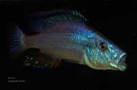 Ryby Malawi Dimidiochromis Compressiceps