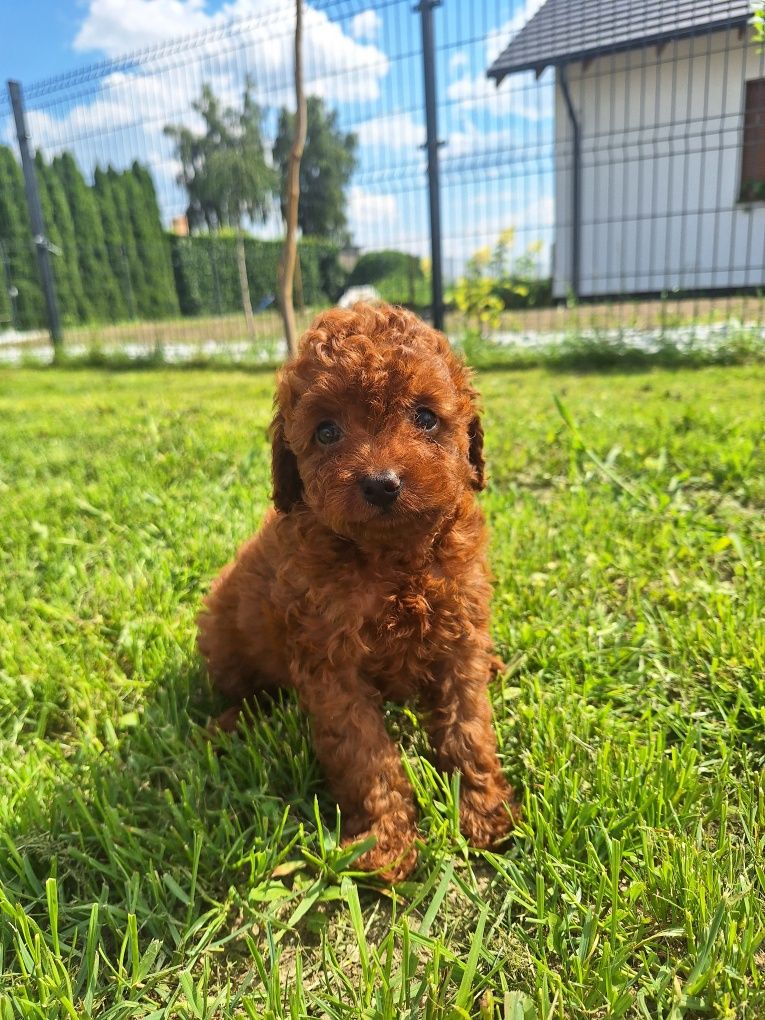 Pudel toy piesek