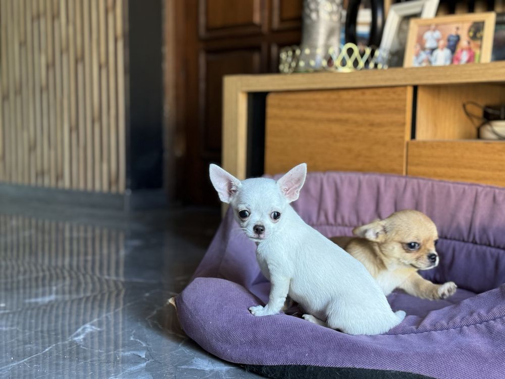 Chihuahua  biala dziewczyna