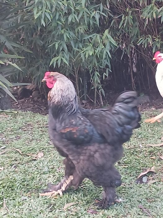 Galinhas  ,galos  brahmas