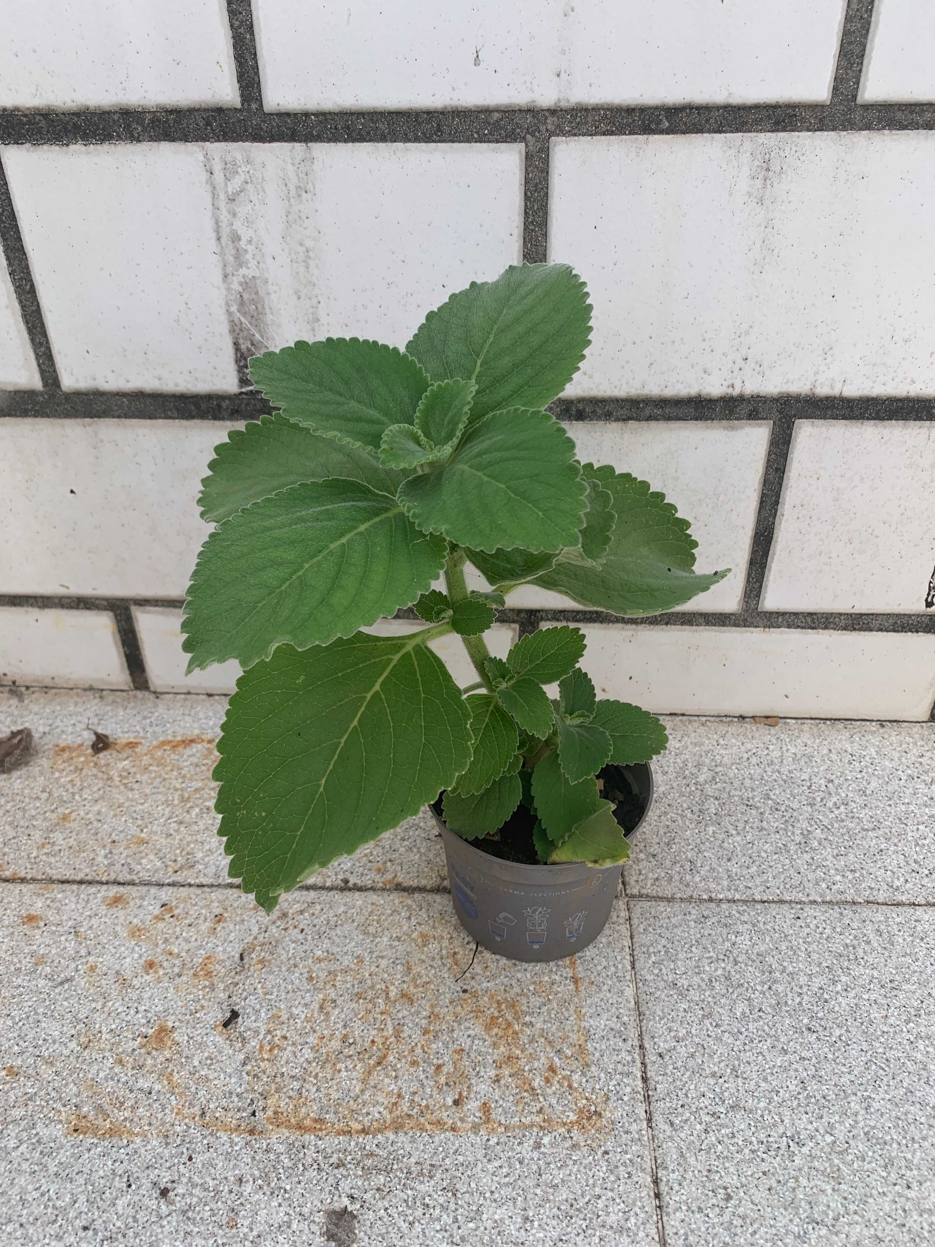 Planta Boldo em vaso - Plectranthus barbatus