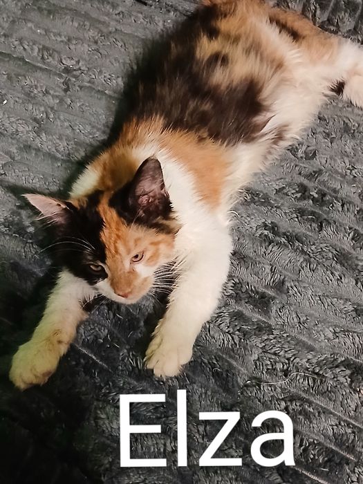 Sprzedam kotkę Maine Coon urodzoną 9.07.2025 roku o imieniu Elza