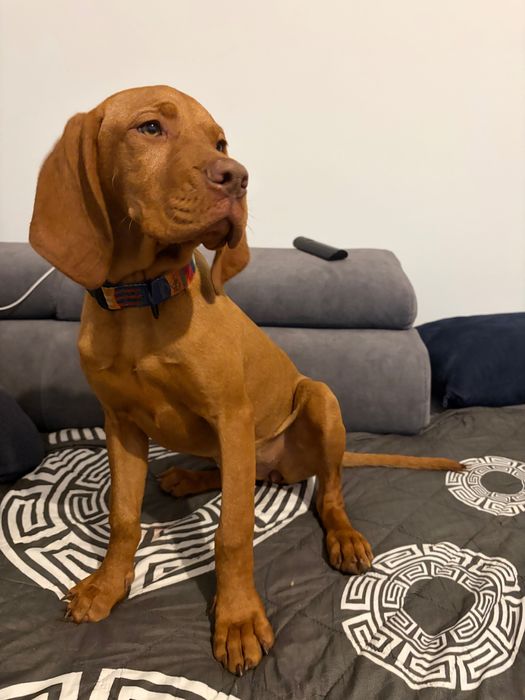 Wyżeł węgierski kròtkowłosy ZKwP Z Buczyńskiego Lasu FCI