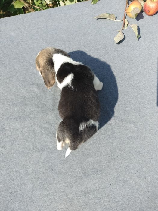 Sprzedam suczkę Beagle tri-color