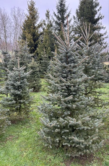 Choinki srebrne do wykopania i ścięcia