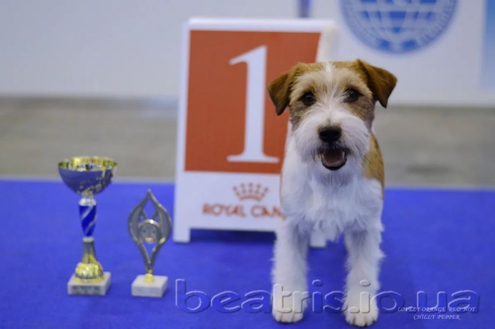 Цуценя Хлопчик Джек Рассел брокен