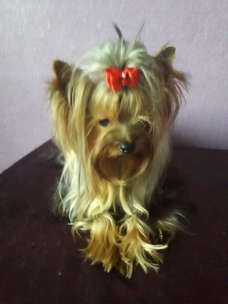 йорк красавчик с опытом ждёт дам