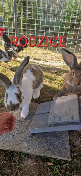 króliki belgijskie olbyrzmy