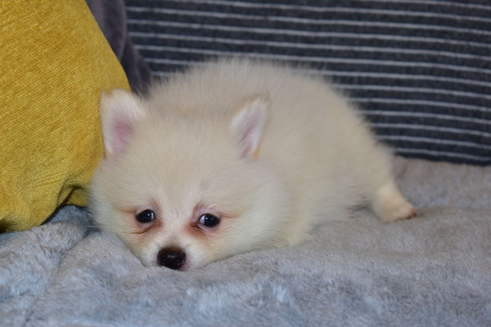 Spitz Alemão macho miniatura