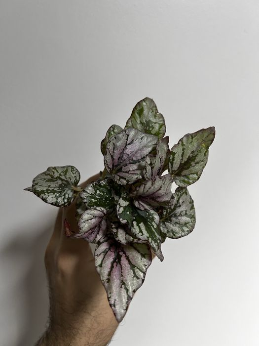 Begonia serrapitela, cleopatra, dali…